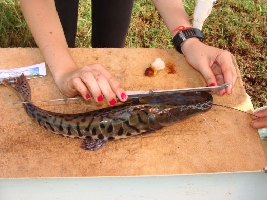 ARTIGO TÉCNICO | Estudos Genéticos demonstram que populações de peixes nativos podem estar em risco no Pantanal Matogrossense